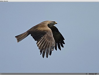 Animali 072